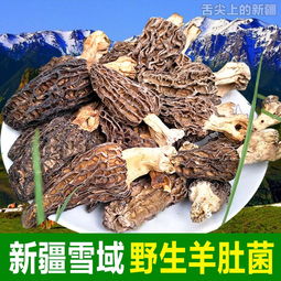 灵芝种植新潮流：盆栽技术解析与实战指南