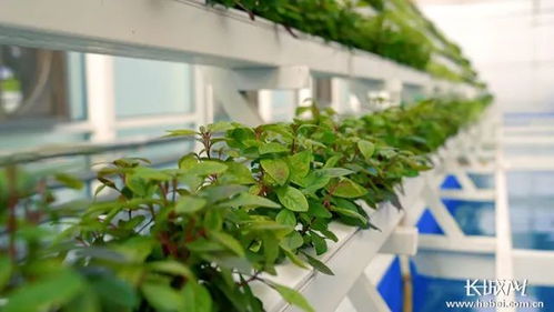 绿色革命再升级：揭秘植物种植新技术的突破与未来