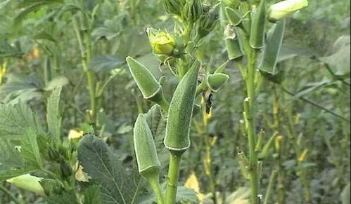 秋葵种植新篇章：揭秘高效种植技术与秘诀