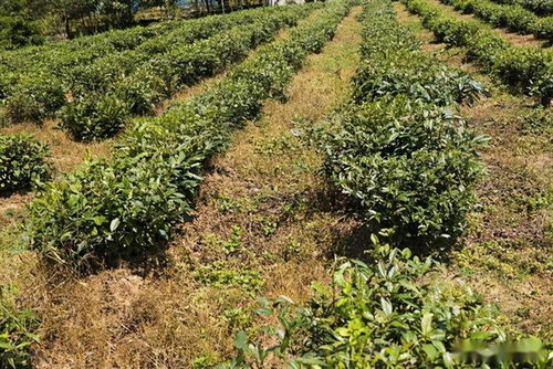 茶叶插枝种植技术革新：揭秘高效繁殖之道