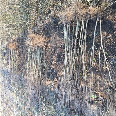 丛生苗木树种植技术：揭秘绿色生态的“绿色密码”