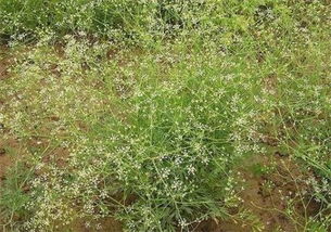 《风起云涌，揭秘防风种植技术如何助力亩产量翻番？》
