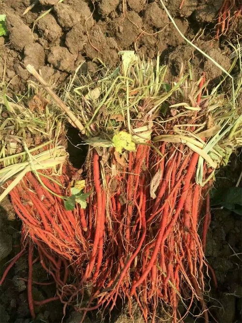 揭秘丹参种植新篇章：视频技术引领产业革新