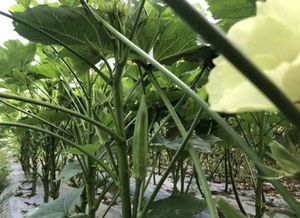 庭院种植新宠——黄秋葵种植全攻略