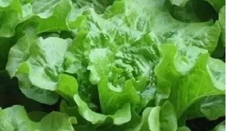 揭秘生菜种植与管理：从新手到专家的进阶之路
