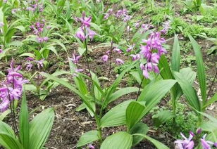 白芨种植技术揭秘：如何培育出高品质的中药材？