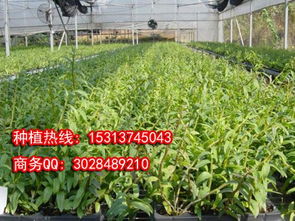探索铁皮石斛种植奥秘，加盟致富之路如何开启？