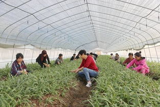 黄精种植：揭秘高效益的养生植物种植技术