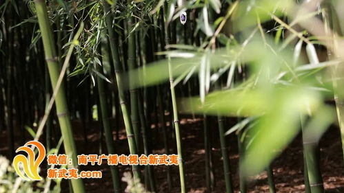 《雷竹笋种植革新：新技术视频带你开启高效种植之旅》