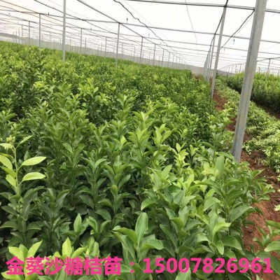 揭秘现代农业：种植技术视频如何引领农业革新？