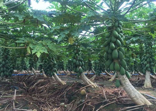 《揭秘皱皮木瓜种植奥秘：高效种植技术视频解析》