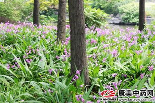 《白及种植攻略：揭开高效益的神秘面纱》