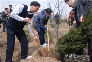 《松柳苗种植技术：揭秘绿色生态农业的未来之星》
