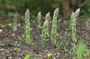 芦笋种植技术揭秘：如何培育出高品质的“蔬菜皇后”