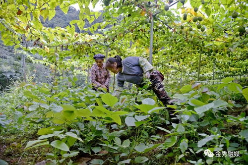【黄金桑黄种植揭秘】桑黄新势力：高效种植技术视频解读