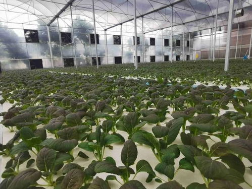《农业新篇章：揭秘高效种植技术，引领绿色未来》