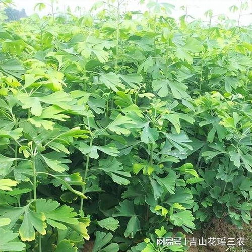 《银杏树盆栽：居家绿意盎然的生态使者——揭秘银杏盆栽种植技巧》