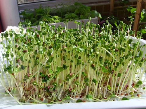 长沙芽苗菜种植技术揭秘：绿色食品的培育之道