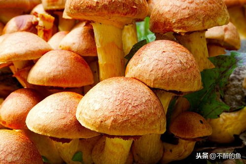 探秘蘑菇王国：最新蘑菇种植技术全解析