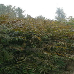 山东大棚香椿种植：揭秘高效益的绿色致富之路