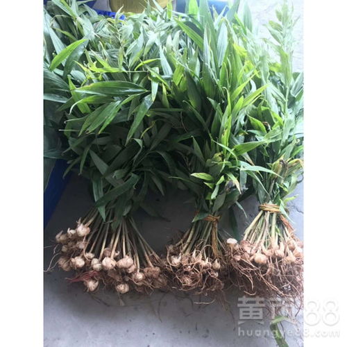揭秘老虎姜种植秘籍：如何培育出高品质的“地下宝石”？