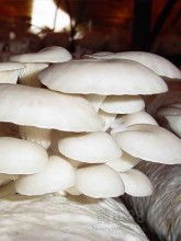 人工种植平菇技术揭秘：如何实现高效、绿色、可持续的食用菌生产？