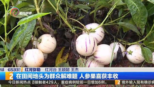 揭秘人参果种植秘诀：如何实现高产高效？