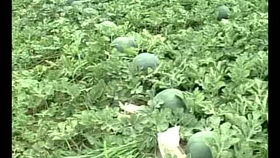 揭秘现代农业：种植技术视频教学，助力农业转型升级