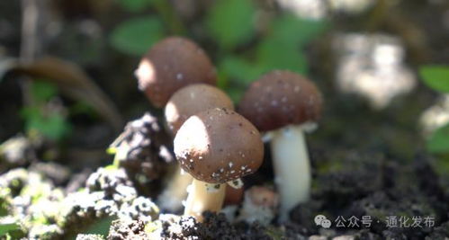 蘑菇种植技术革新：全球最新种植地揭秘！