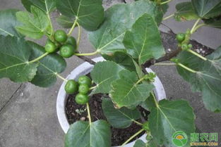 无花果扦插种植技术解析：如何提高成活率与产量？