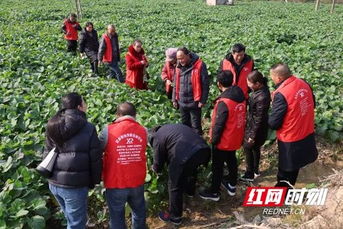 《农业种植培训，开启智慧农业新篇章——揭秘现代种植技术培训的重要性》