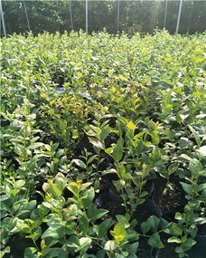 《蓝莓苗种植管理：揭秘高效产量的秘密武器》