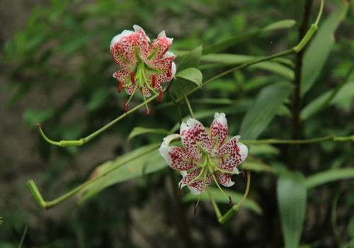 揭秘百合花种植秘诀：如何打造家庭园艺中的美丽风景线