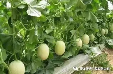 揭秘大田露地甜瓜种植技术：如何实现高产高效？