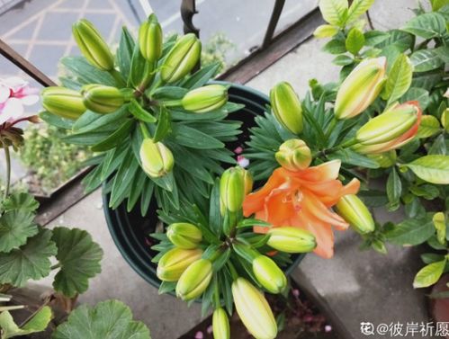 揭秘百合种植：掌握最佳时机，解锁高效种植技术