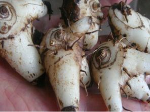 白芨种植：技术含量几何？揭秘中药瑰宝的培植奥秘