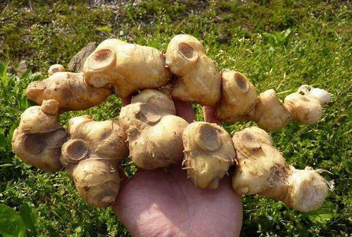 黄精种植新篇章：揭秘高效种植技术，开启财富之门