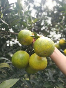 探秘廉江红橙种植技术：如何培育出高品质的“果中之王”？