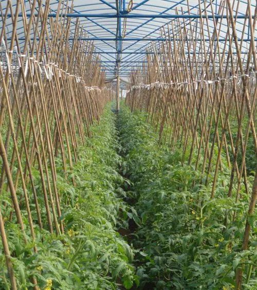 《大棚番茄种植：揭秘高效管理与技术革新之道》