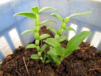 《铁皮石斛种植新篇章：揭秘高效种植技术培训》