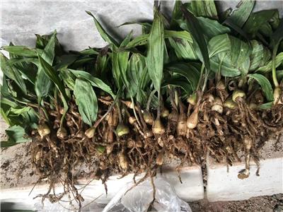 黄精种植技术揭秘：如何实现生态效益与经济效益的双丰收？
