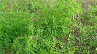 东北牧草种植技术革新：绿色革命引领畜牧养殖新篇章
