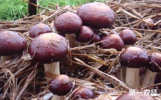 揭秘农村种植蘑菇技术：高效益背后的秘密