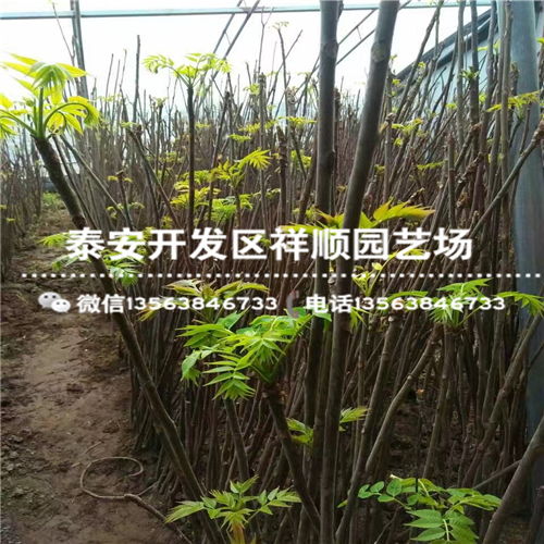 《香椿树种植技术大全：揭秘绿色财富的秘密花园》