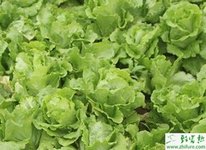 革新种植革命——揭秘新型生菜种植技术的绿色未来