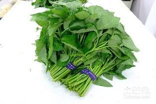 《揭秘空心菜种植技巧：最佳时间与高效方法全解析》