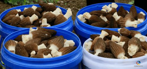 羊肚菌种植攻略：揭秘高效生态农业的“黄金”之路