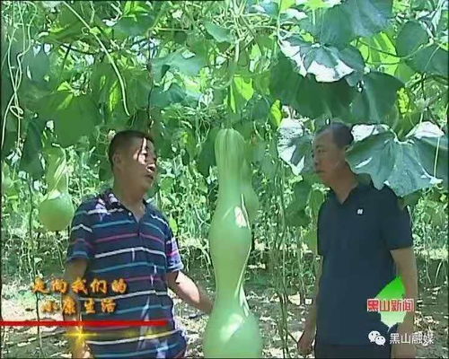 《揭秘农业奇观：超大葫芦种植技术大揭秘，你敢尝试吗？》