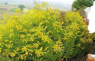 《黄花种植技术揭秘：如何让黄花产业焕发新活力？》