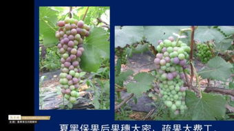 北方夏黑葡萄种植攻略：如何培育出高品质的果实？